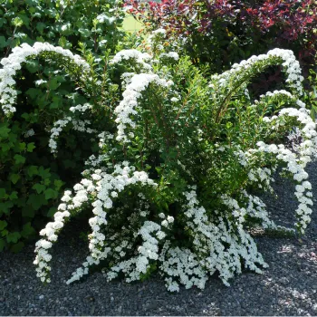 Спірея Аргута (Spiraea arguta)