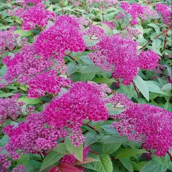 Спірея японська 'Фройбеллі' (Spiraea japonica 'Frobelli')