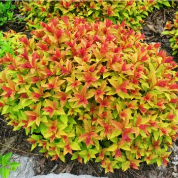 Спірея японська 'Голдфлейм' (Spiraea japonica 'Goldflame')