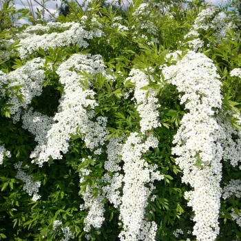 Спірея сіра 'Грефшейм' (Spirea cinerea 'Grefsheim')