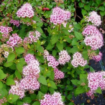Спірея японська 'Літл Принцес' (Spiraea japonica 'Little Princess')