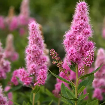 Спірея Білларда 'Тріумфанс' (Spiraea x billardii 'Triumphans')