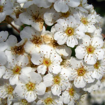 Спірея Вангутта (Spiraea x vanhouttei)
