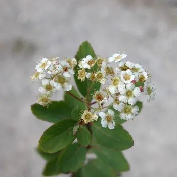 Спірея сланка (Spiraea decumbens)
