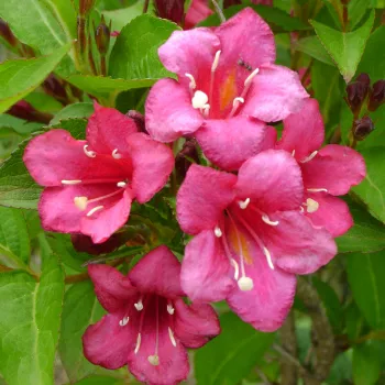 Вейгела Бристол Руби (Weigela 'Bristol Ruby')