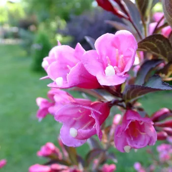 Вейгела цветущая Нана Пурпереа (Weigela florida 'Nana Purpurea')