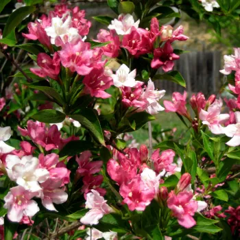Вейгела цветущая Виктория (Weigela florida 'Victoria')