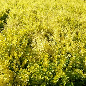 Бирючина 'Вікарій' (Ligustrum 'Vicaryi')