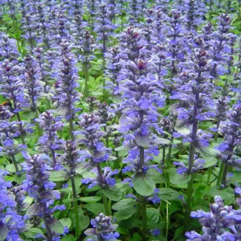 Живучка ползучая 'Шоколад Чип' (Ajuga reptans 'Chocolate Chip')