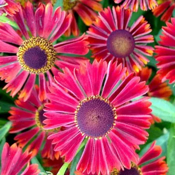 Геленіум 'Сієста' (Helenium 'Siesta')