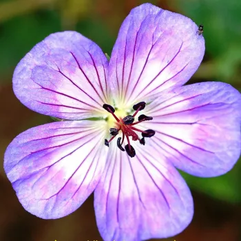 Герань валлиха 'Бакстон Блю' (Geranium 'Buxton Blue')