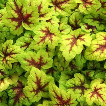 Гейхерелла 'Стоплайт' (Heucherella 'Stoplight')