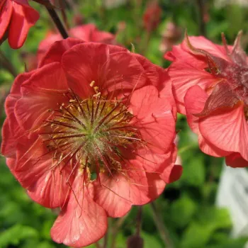 Гравилат 'Флеймс оф Пэшн' (Geum 'Flames of Passion')