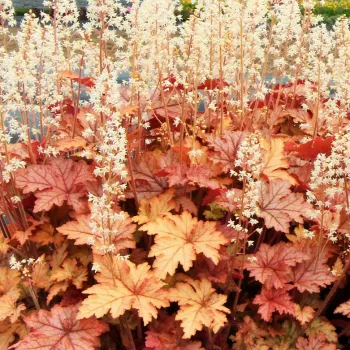 Гейхерелла 'Ханей Роуз' (Heucherella 'Honey Rose')