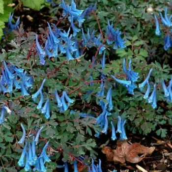Хохлатка 'Блю Херон' (Corydalis 'Blue Heron')