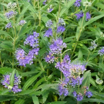 Кариоптерис 'Темный Рыцарь' (Caryopteris 'Dark Knight')