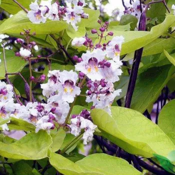 Катальпа бигнониевидная Ауреа (Catalpa bignonioides 'Aurea')