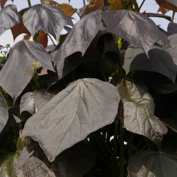 Катальпа краснеющая Пурпуреа (Catalpa erubescens 'Purpurea')