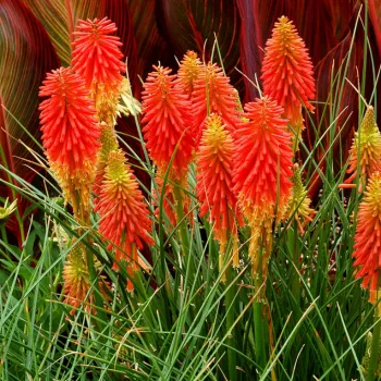 Кніфофія 'Папайя Попсайкл' (Kniphofia 'Papaya Popsicle')