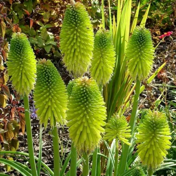 Кніфофія 'Лаймлайт' (Kniphofia 'Limelight')