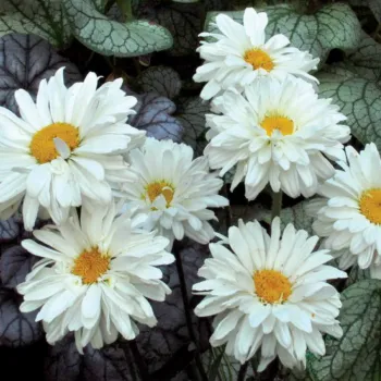 Ромашка 'Виктория Сикрет' (Leucanthemum 'Victorian Secret')