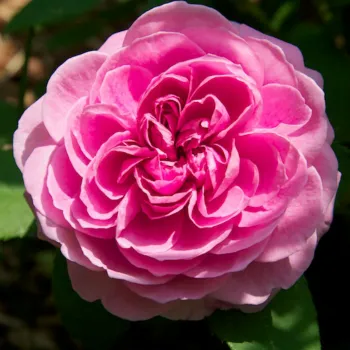 Роза 'Гертруда Джекилл' (Rosa 'Gertrude Jekyll')