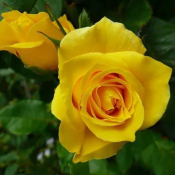 Роза 'Консуелла' (Rosa 'Konsuella')