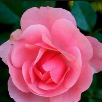 Роза 'Марко' (Rosa 'Marco')