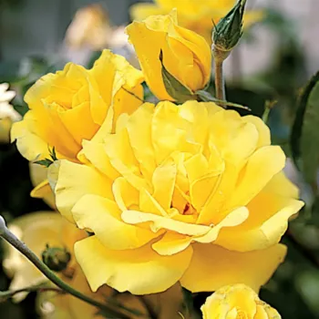 Роза 'Голден Шауэрс' (Rosa 'Golden Showers')