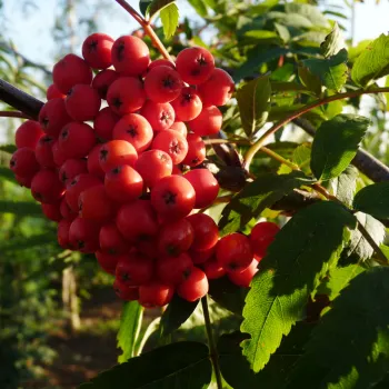 Горобина звичайна 'Едуліс' (Sorbus aucuparia 'Edulis')