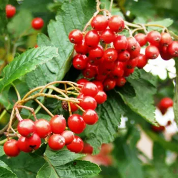 Горобина круглолиста 'Магніфіка' (Sorbus aria 'Magnifica')