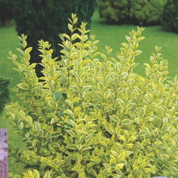 Бирючина круглолиста 'Ауреум' (Ligustrum ovalifolium 'Aureum')
