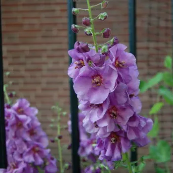 Вербаскум / Коровяк 'Sugar Plum' (Verbascum 'Sugar Plum')