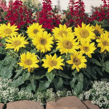 Гелиантус 'Двойной Удар' (Helianthus 'Double Whammy')