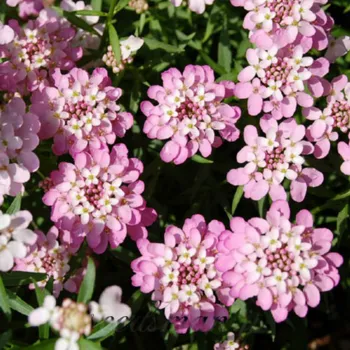 Иберис 'Розовый Лед' (Iberis 'Pink Ice')