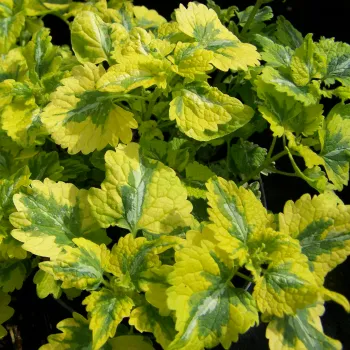 Ламиум / Яснотка 'Golden Anniversary' (Lamium macculatum 'Golden Anniversary')