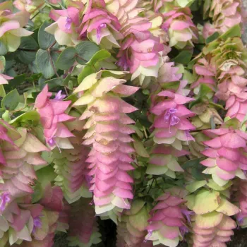 Ориганум / Душица 'Аметист Фоллс' (Origanum 'Amethyst Falls')