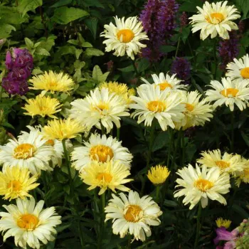 Ромашка 'Реал Дрим' (Leucanthemum 'Real Dream')