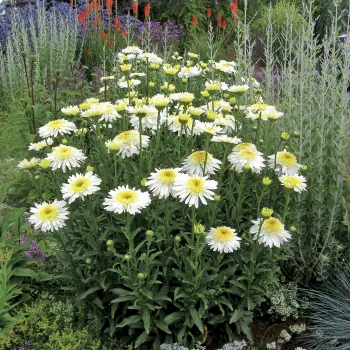 Ромашка 'Реал Глори' (Leucanthemum superbum 'Real Glory')