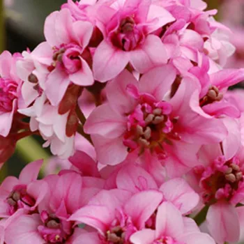 Бергенія / Бадан 'Флірт' (Bergenia 'Flirt')