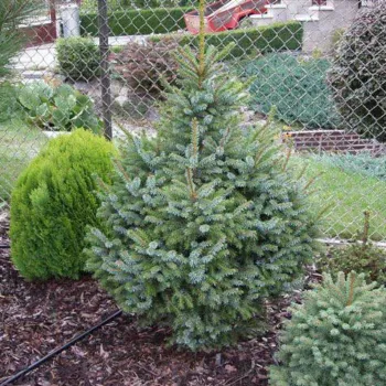 Ялина сербська 'Нана' (Picea omorika 'Nana')