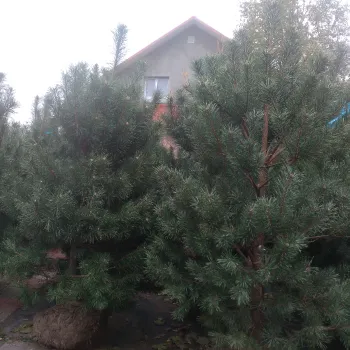 Сосна обыкновенная (Pinus sylvestris)