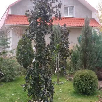 Бук лесной 'Фиолетовый Фонтан' (Fagus silvatica 'Purple Fountain')