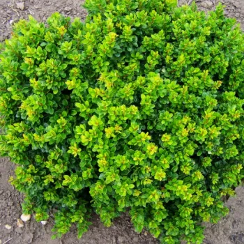 Барбарис Тунберга 'Кобольд' (Berberis Thunbergii 'Kobold')
