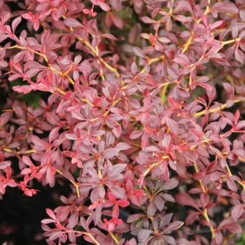 Барбарис тунберга 'Оранж Дрим' (Berberis thunbergii 'Orange Dream')