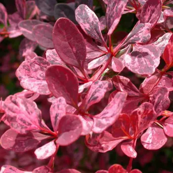Барбарис тунберга 'Рози Рокет' (Berberis thunbergii 'Rosy Rocket')