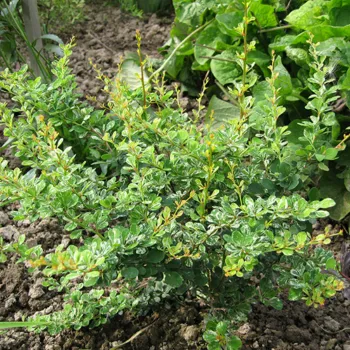 Барбарис Тунберга 'Сильвер Бьюти' (Berberis thunbergii 'Silver Beauty')
