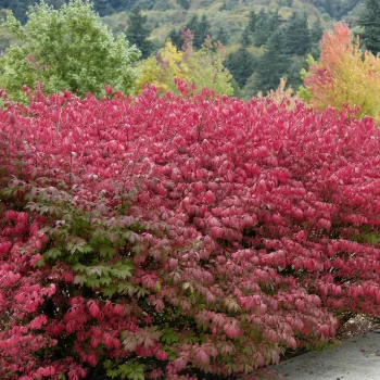 Бересклет європейський (Euonymus europaeus L.)
