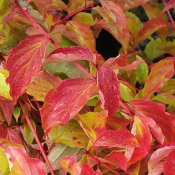Дерен кроваво-красный 'Эннис Винтер Оранж' (Cornus sanguinea 'Anny's Winter Orange')