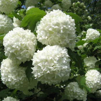 Калина звичайна 'Розеум' (Viburnum opulus 'Roseum')